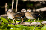 Wood Ducks On Branch